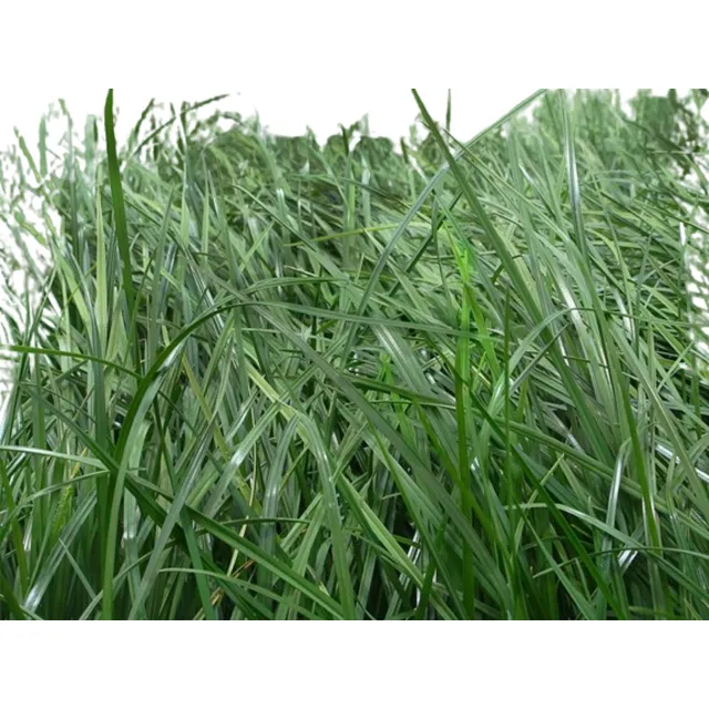 Semilla Forraje Pasto Ryegrass Perenne Aston Ener Frío 4 Lb