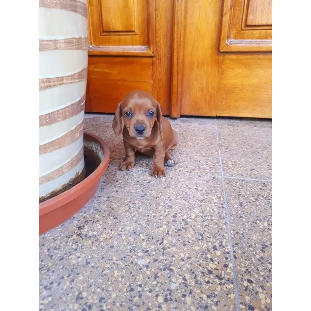 Cachorros Salchicha