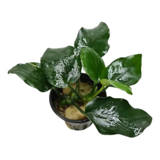 Anubia Thick Leaf Anubia Thick Leaf