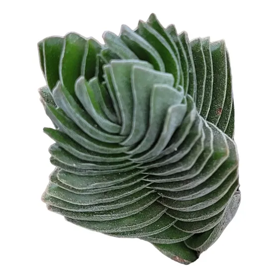Crassula Templo Buda--suculenta De Colección 