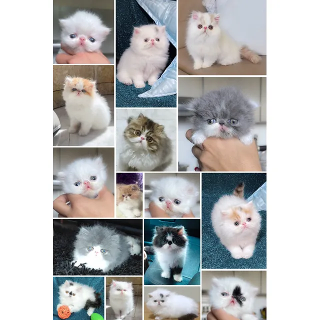 Gatos Persa
