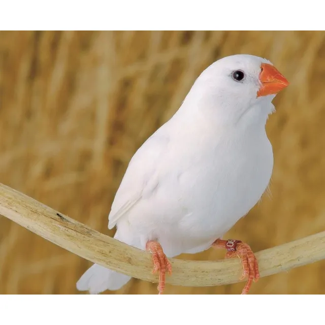 Diamante Mandarin