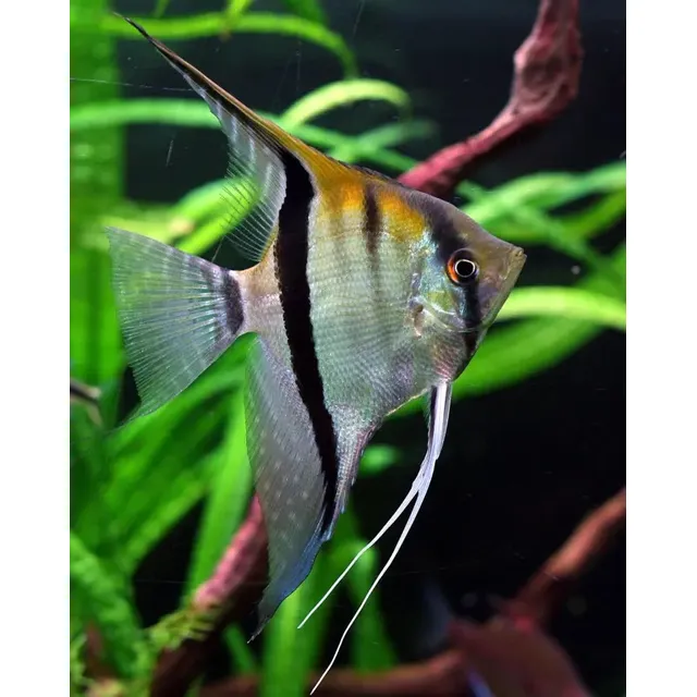 Escalares Excelente Opción Para Tu Acuario