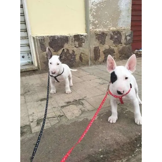 Cães Filhotes Da Raça Bull Terrier