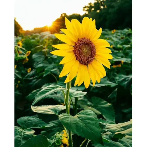 Semillas Flores Girasol Decoración Jardin Planta