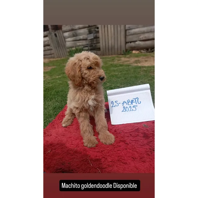 Cachorro Golden Doodle