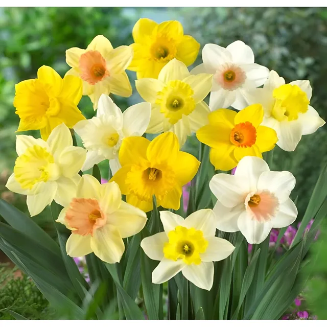 Bulbos De Narcisos X10 Mix De Colores - Importados Premium!