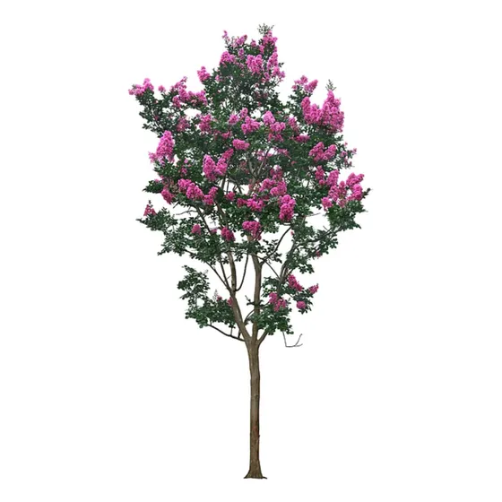 Crespon Arbol De Júpiter Lagerstroemia 2m Envíos Oferta