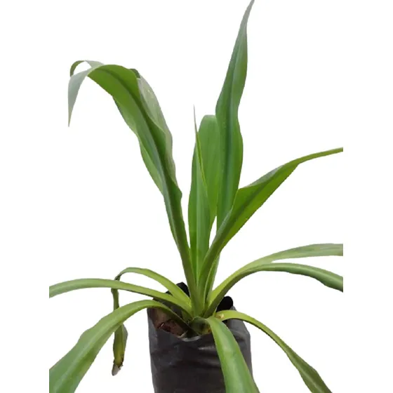Plantas Beschorneria Yucoide 7lts 60cm Vta Minorista