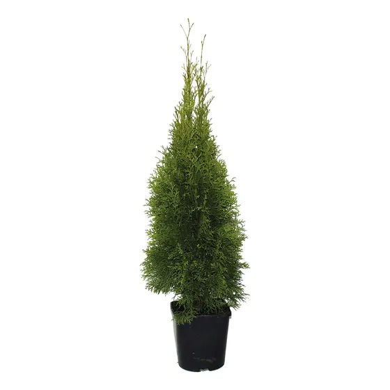 Thuja Occidentalis Smaragd