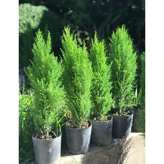 Plantas Naturales Pino Limon X3 Unidades En 3 Litros