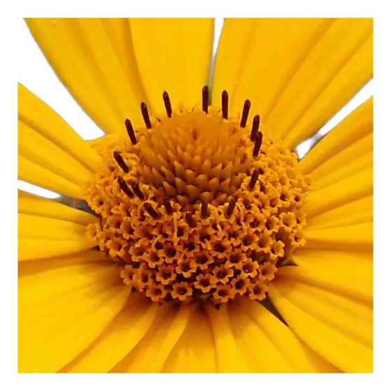 50 Semillas De Tithonia Diversifolia Botón De Oro