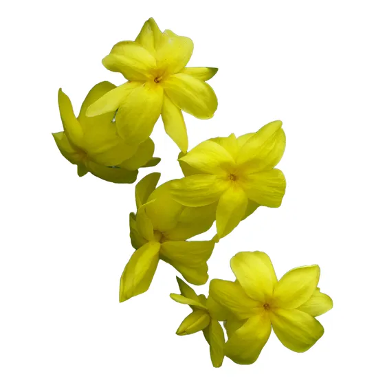 Jazmin Amarillo Para Cerco Vivo - Envios - Vivero Kirken