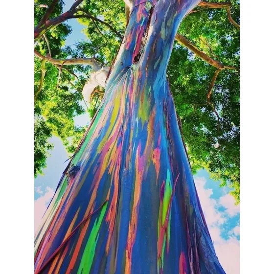 Semillas Eucalipto Arco Iris Eucalyptus Deglupta 