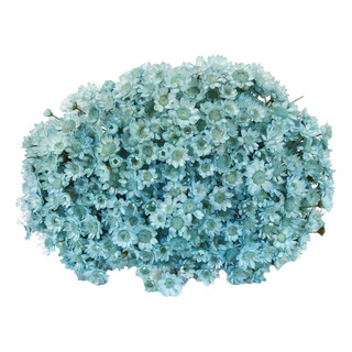 Sempre Florzinha Viva Azul Bebê Flores Desidratadas Sempre Florzinha Viva Azul Bebê Flores Desidratadas
