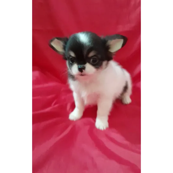 Chihuahua Macho Pelo Longo
