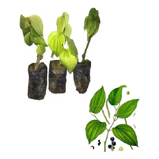 Muda De Pimenta Do Reino - Prontas Para O Plantio