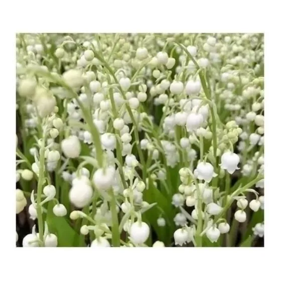 Sementes Lirio Do Vale Muguet Flor Perfumada P/mudas