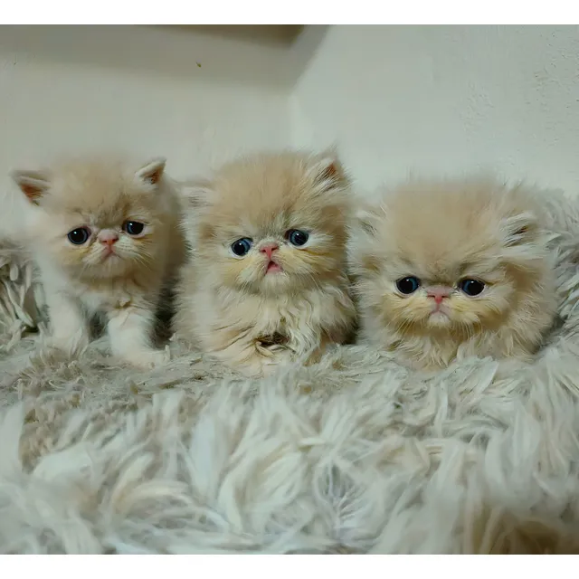 Gatos Persa Alineados