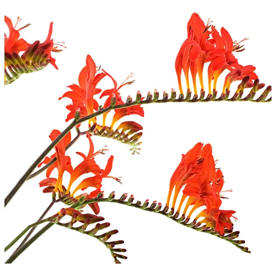 Crocosmia, (   Montbretia, Vara De San José  )  Consulte