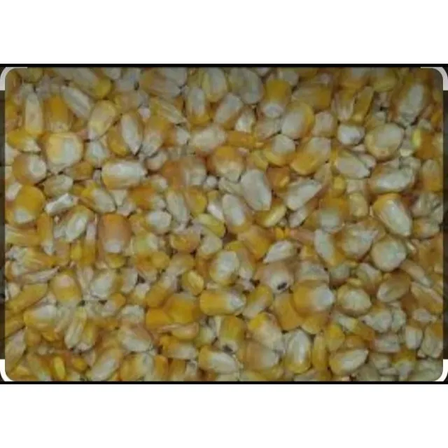 Maíz Amarillo Sacos 50kg 