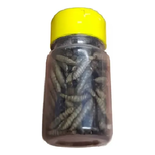 Tenebrio Rey Deshidratados