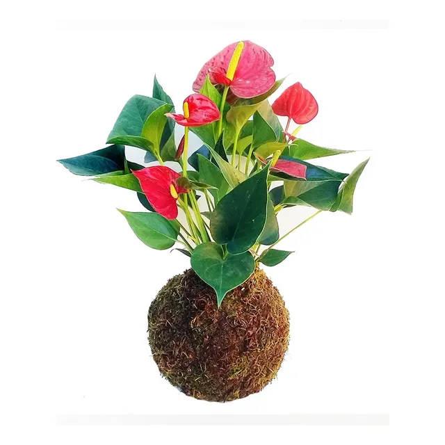 Planta Kokedama A Domicilio