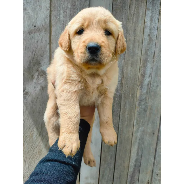 Golden Retriever Hembras