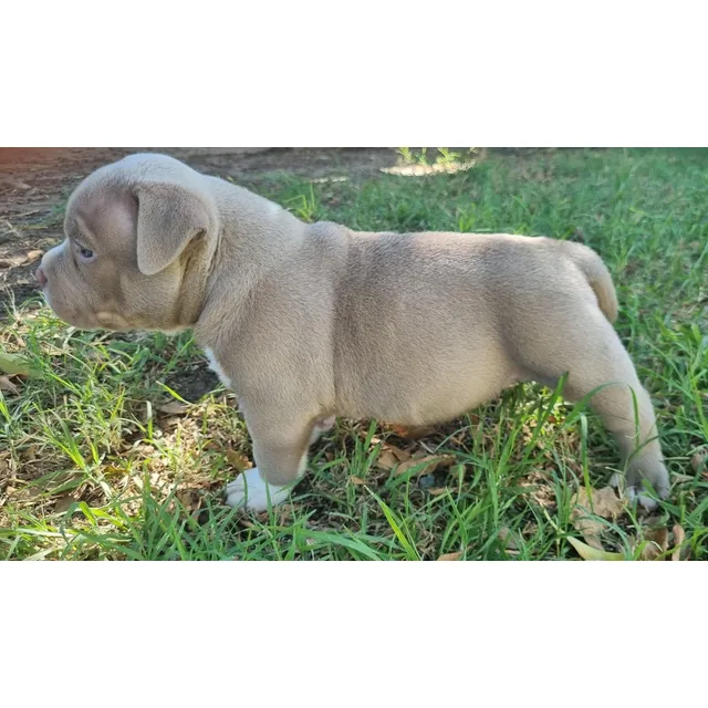 American Bully Puros Únicos En Uruguay