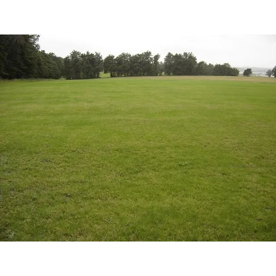 Cesped Natural Bermuda Con Colocacion 1a Calidad