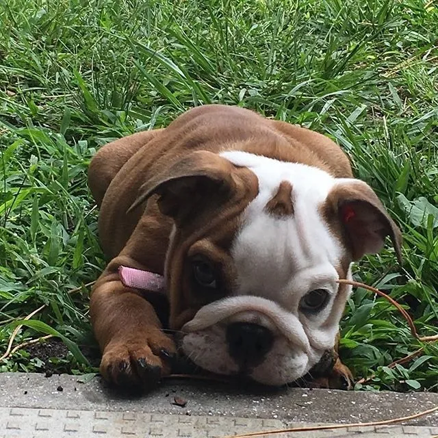 Bulldog Ingles Bull Dog  Medellin  Bogota Cali Barranquilla
