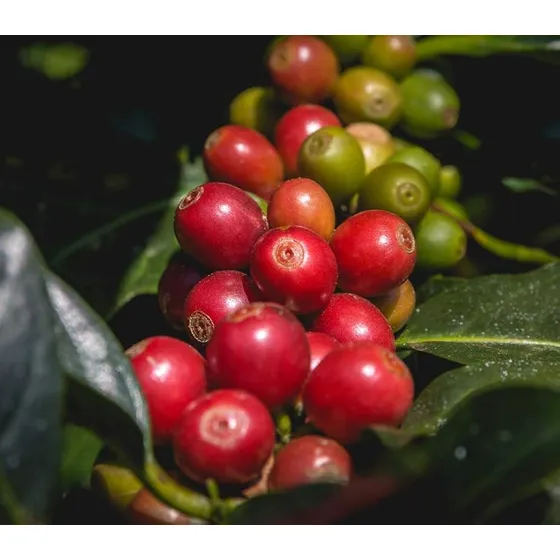 100 Semillas De Planta De Cafe Coffea Canephora Robusta