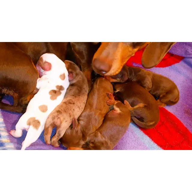 Hermosos Cachorros Dachshund (teckel, Salchicha) Exóticos