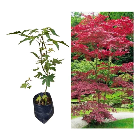 Muda Do Acer Palmatum Legítimo - Japanese Maple