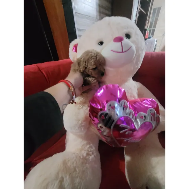 Caniche Minitoy Hembra Roja