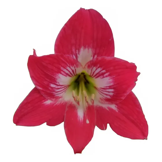 Planta Amarilis 3l Roja Y Blanca Greenonline Vivero 