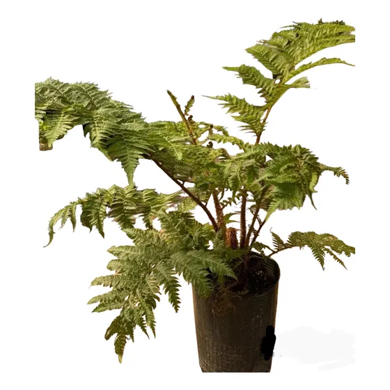 Helecho Alsophilia Arborescente Desarrollado- Naturaleza Act