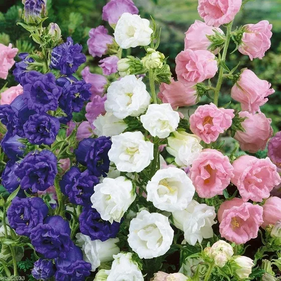 Semillas Campanula Extra Doble A Flor De Lisianthus Mixed
