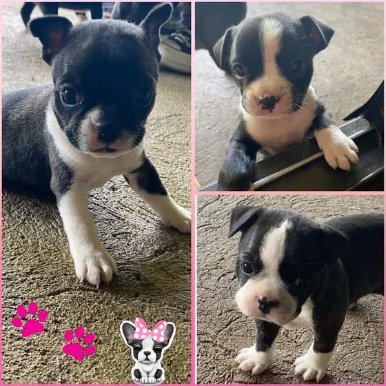 Cachorros Boston Terrier