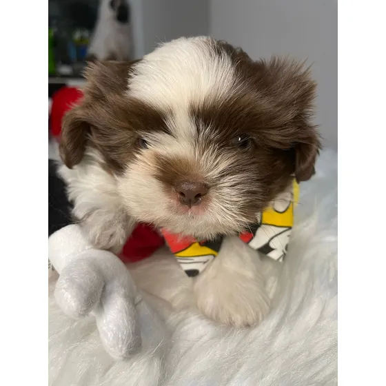 Lindissimo Filhote Shihtzu Branco/marrom