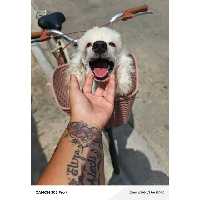 Hermoso Poodle Mayor Información El La Foto De Portada