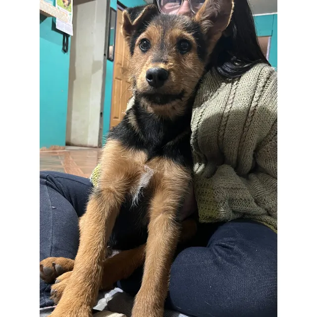 Se Regala Cachorro De 3 Meses