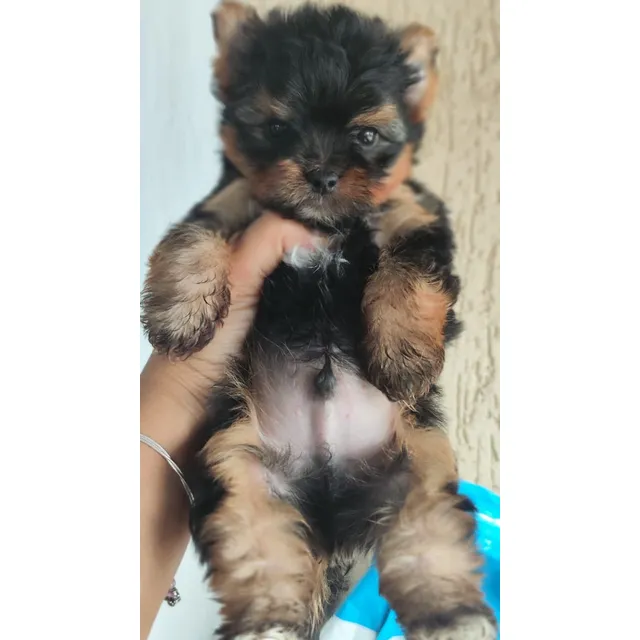 Cachorro Yorshire Macho