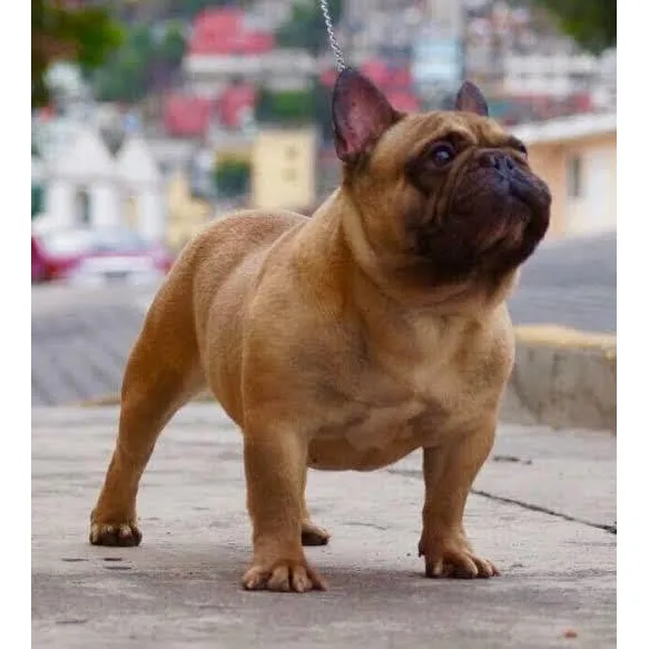 Bulldog Francés Con Pedigree