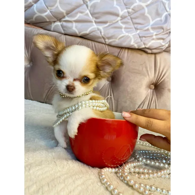 Chihuahua De Bolsillo Pelo Largo