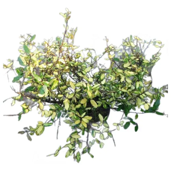 Eleagno Eleagnus Pungens 'maculata Aurea' 5lts