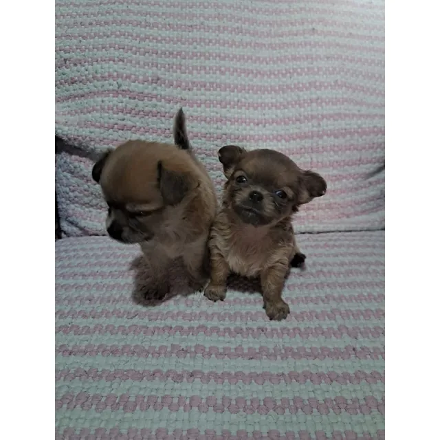 Cachorro Chihuhua Pelo Largo 2 Machos Pelo Corto 2 Hembras 