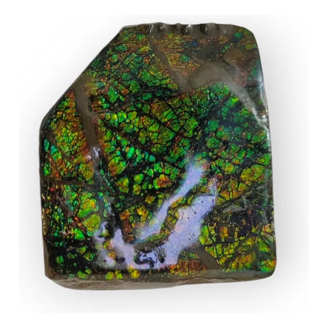 Amonita Fósil Piedra 100% Natural 503 Quilates $ 3.500.000