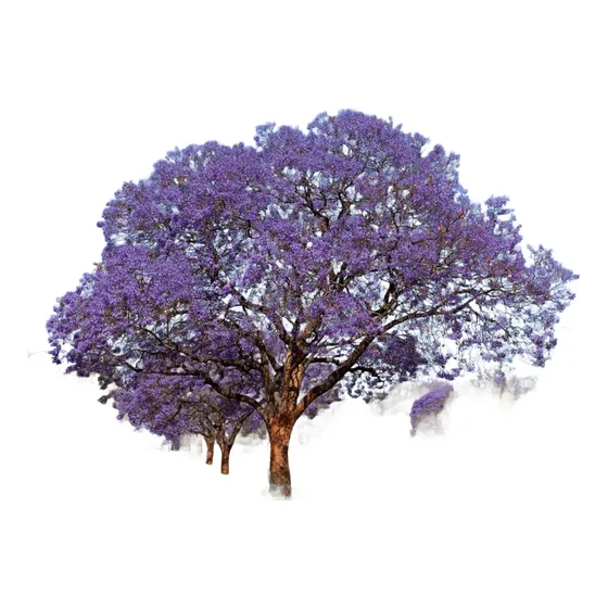 Planta Árbol Sombra Flor Jacaranda