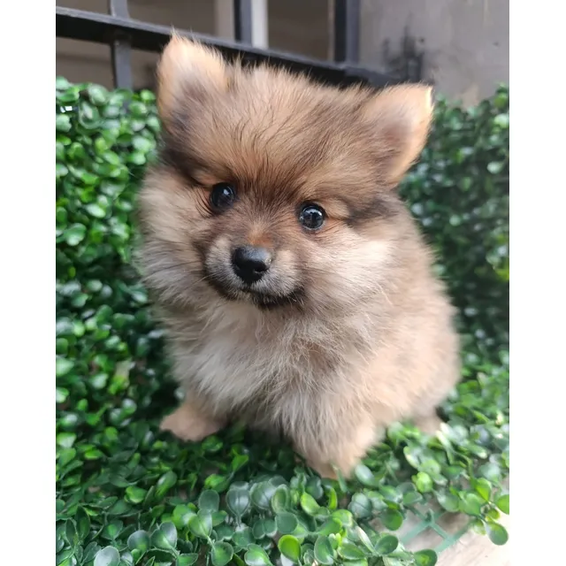 Cachorro Pomerania Macho